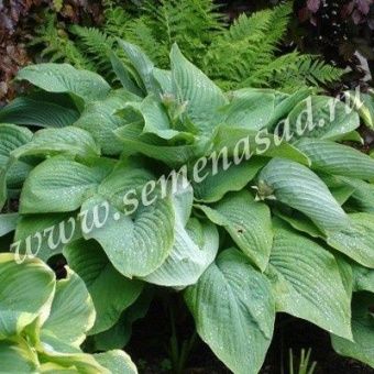 00038224_Хоста Ти Рекс (ПОИСК)