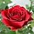 Роза Родос чайно-гибридная (Татарстан Розариум)