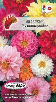 00018799_Георгина Веселые ребята (Аэлита)