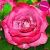 Роза Милано чайно-гибридная (Барнаул)