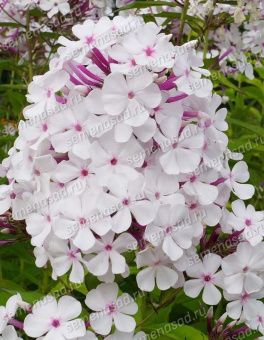 floks-metelchatyy-nirvana