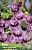 Гладиолус ПАССОС 10шт (КолорЛайн)