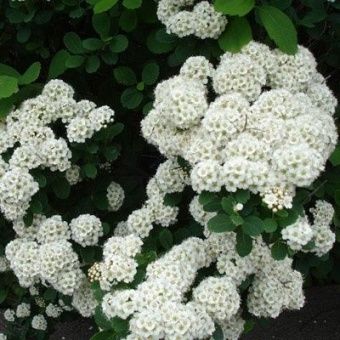 spirea_nippon_snowmaund