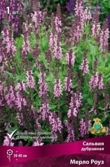 salvia_dubrav_merlo_rose_kaper