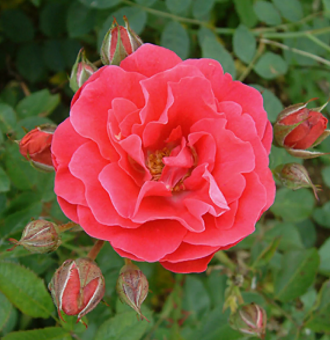 Снимок экрана 2025-08-06 163716