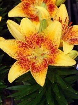 00035885_Лилия Тайни Наггет АГ 7шт (КолорЛайн)