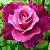 Роза Интрига чайно-гибридная ЭКОНОМ (Барнаул)