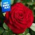 Роза Ноэми де Ротшильд грандифлора (Барнаул)