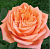Роза Седукцион чайно-гибридная (Барнаул)