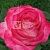 Роза Хай Канди чайно-гибридная (Барнаул)