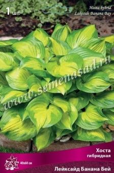 00038042_Хоста Лейксайд Банана Бей гибридная (ПОИС