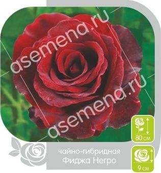 00018840_Роза Фиджа Негро чайно-гибридная в коробк