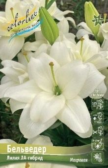 Lilium Belvedere