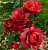 Роза Горячий шоколад флорибунда (Татарстан Розариум)