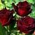 Роза Черная Магия чайно-гибридная (Золотая сотка Алтая)