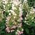 Гортензия метельчатая Кьюшу Серия Северный Сад (ПОИСК)