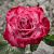 Роза Дип перпл Чайно-гибридная (Садовита)