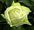 Роза Грин Даймонд миниатюрная (Золотая сотка Алтая)