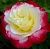 Роза Дабл Делайт чайно-гибридная (Золотая сотка Алтая)