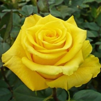 Rose hybrid tea Kerio-1000x1000