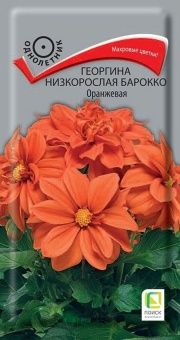 00041072_Георгина низкорослая Барокко Оранжевая 0,