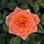 Роза Эмильен Гийо Шраб (Садовита)