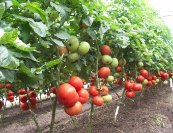 Томат Биг Биф F1 5шт Seminis (Агрос) 2