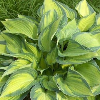 hosta_gibrid_jun