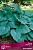 Хоста Блу Энджел гибридная (ПОИСК)