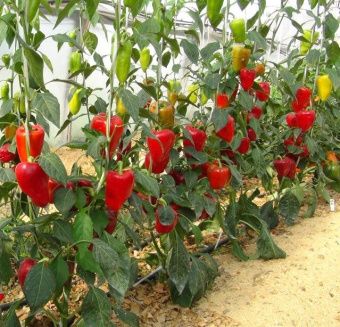 Перец Обской 0.15г (Агрос) 1