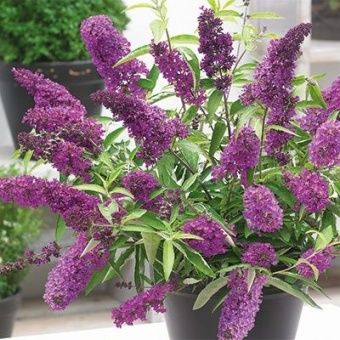 buddleya_davida_tooty_fruity