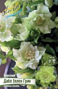 Helleborus Double Ellen Green