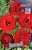 Ранункулюс Красный 10шт (КолорЛайн)