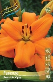 00042154_Лилия Равелло 10шт (КолорЛайн)