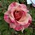 Роза Ту Фэйс чайно-гибридная (Золотая сотка Алтая)