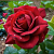 Роза Бургунд 81 чайно-гибридная ЭКОНОМ (Барнаул)