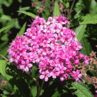 spirea_japan_darts_red