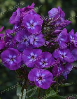 floks-metelchatyy-adinda