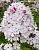 Флокс Нирвана метельчатый  (ПОИСК)