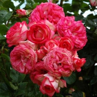 roza-pletistaya-antike