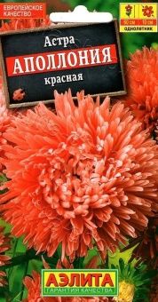 00022693_Астра Аполлония красная (Аэлита)