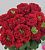 Роза Ред Монстр чайно-гибридная (Барнаул)