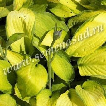 00033115_Хоста Форчуна Голд Стандарт (ПОИСК)