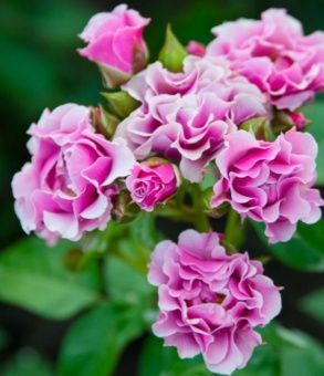 full_roza-santa-barbara