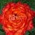 Роза Хай Меджик чайно-гибридная (Барнаул)