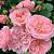 Роза Байландо флорибунда (Сиберика)