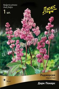 00037981_Роджерсия перистая Дарк Покерс (ПОИСК)