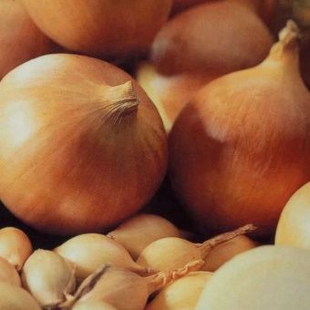 00013230_Лук севок Центурион 10_21 сетка 20кг (Гол