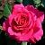 Роза Шакира чайно-гибридная (Татарстан Розариум)