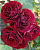 Роза Ред Сенсейшн спрей (Золотая сотка Алтая)